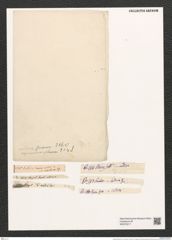 Eunotia indica Grun. (de-Toni-Nr.: Genus 104, Species 3160) Zeichnungen Sammlung Grunow (NHMW-BOT-W0375217)